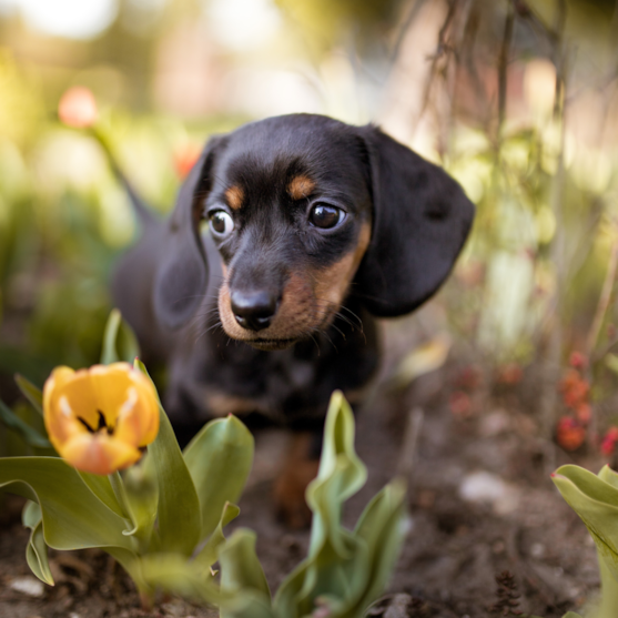 black and tan dachshund in park